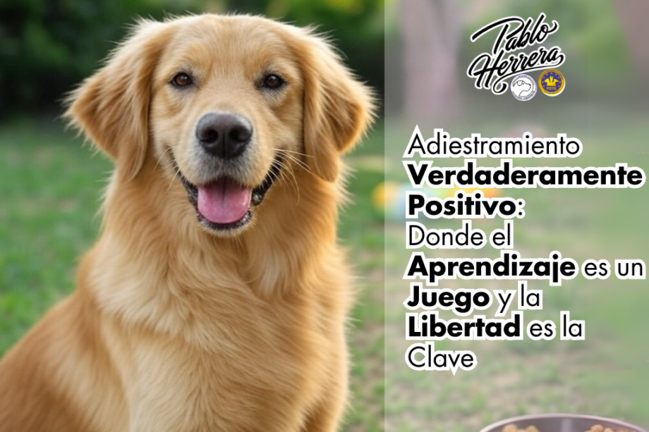 Adiestramiento Canino verdaderamente positivo